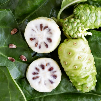 Noni - Morinda citrifolia - semena noni - 5 ks