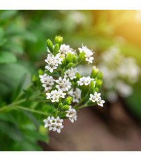 Stévie sladká - Stevia rebaudiana - semena stévie - 15 ks