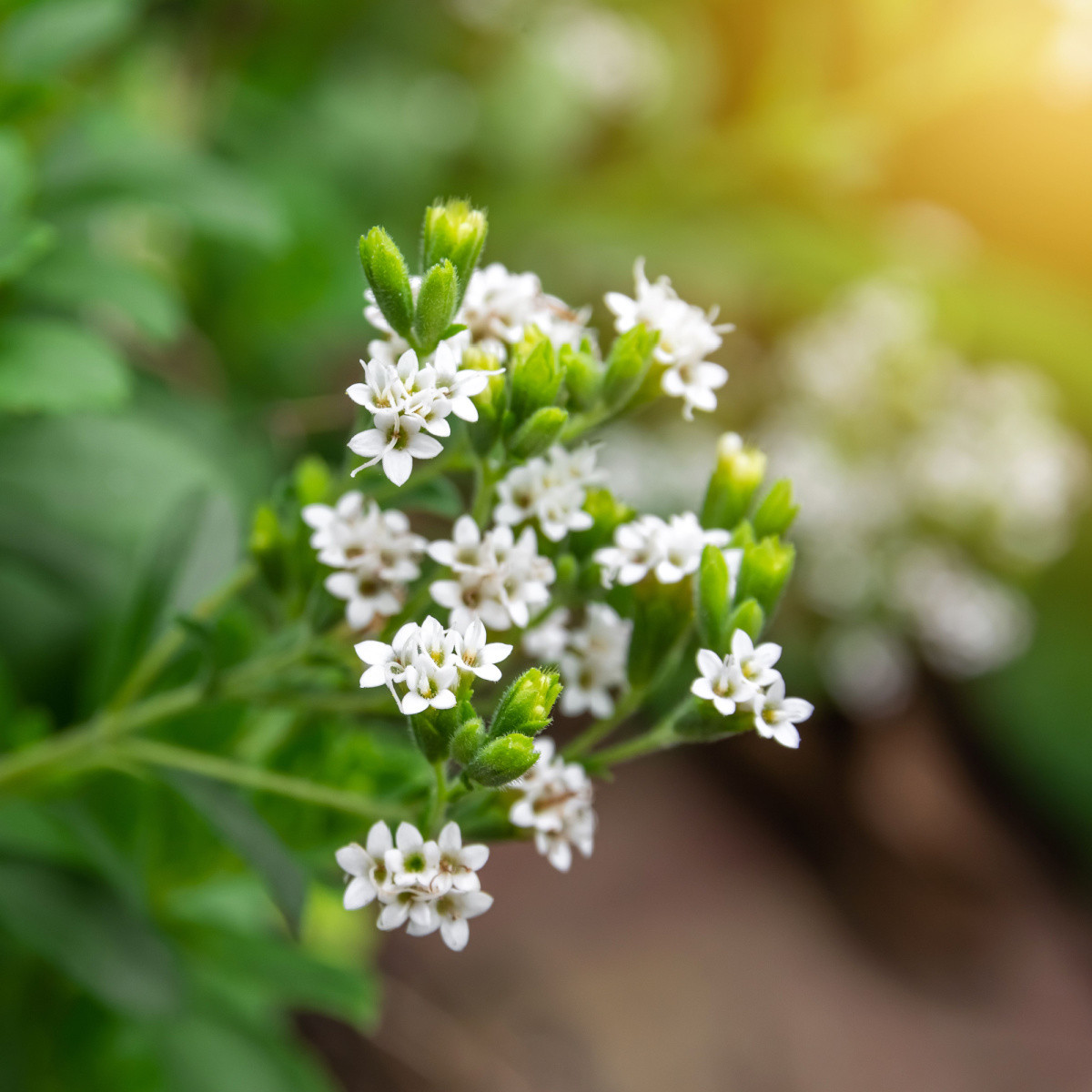 Stévie sladká - Stevia rebaudiana - semena stévie - 15 ks