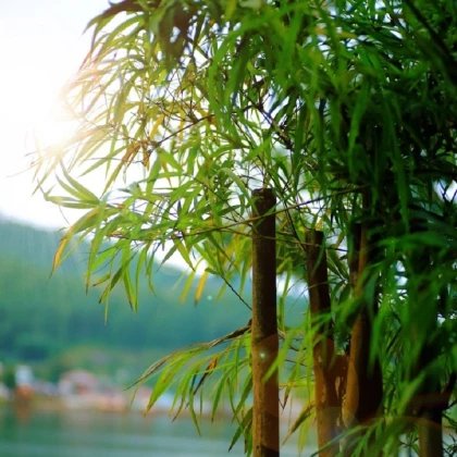 Bambus obrovský - Bambusa arundinacea - semena bambusu - 2 ks