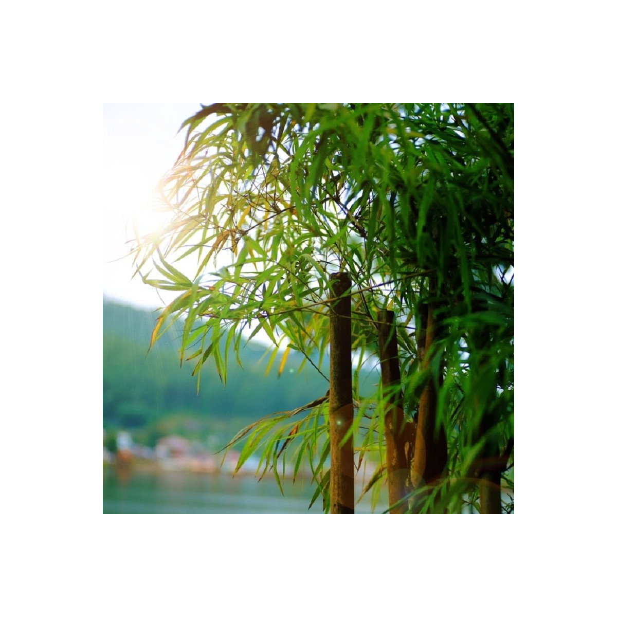 Bambus obrovský - Bambusa arundinacea - semena bambusu - 2 ks