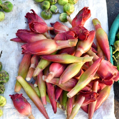 Zázvor - Etlingera elatior - semena zázvoru - 3 ks