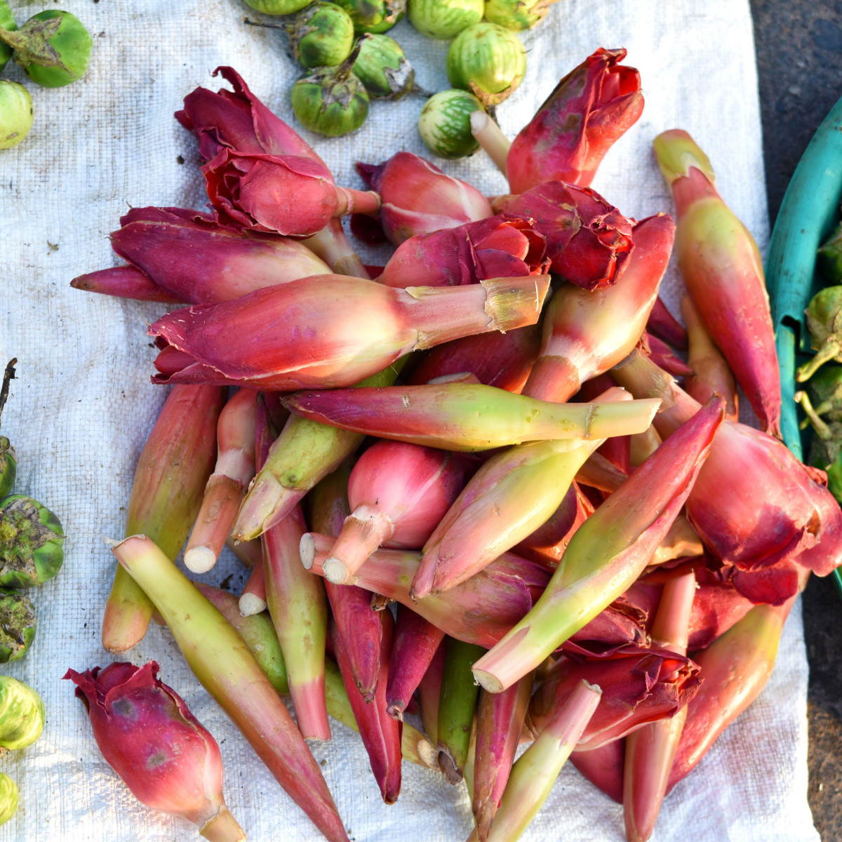 Zázvor - Etlingera elatior - semena zázvoru - 3 ks