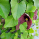 Podražec elegantní - Aristolochia elegans - semena podražce - 5 ks