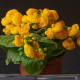 Pantoflíček celolistý - Calceolaria integrifolia - semena pantoflíčku - 5 ks