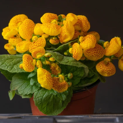Pantoflíček celolistý - Calceolaria integrifolia - semena pantoflíčku - 5 ks