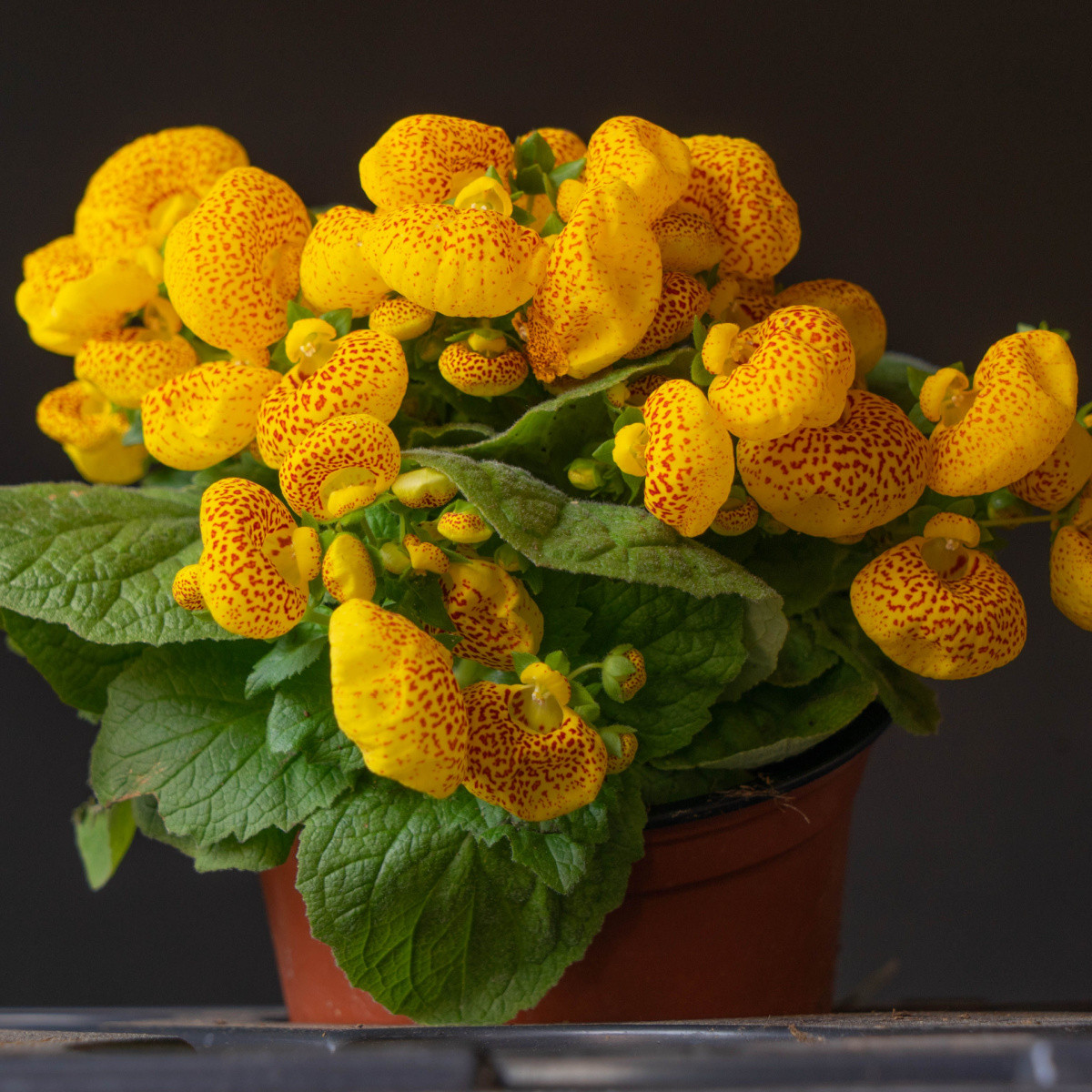 Pantoflíček celolistý - Calceolaria integrifolia - semena pantoflíčku - 5 ks
