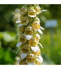 Náprstník vlnatý - Digitalis lanata - semena náprstníku - 5 ks