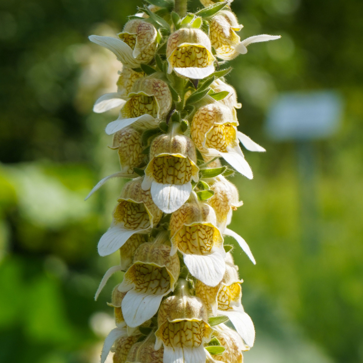 Náprstník vlnatý - Digitalis lanata - semena náprstníku - 5 ks