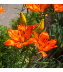 Lilie cibulkonosná - Lilium bulbiferum - semena lilie - 5 ks