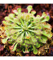 Rosnatka kapská - Drosera capensis - semena rosnatky - 15 ks