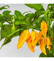 Chilli žluté Habanero - Capsicum chinense - semena chilli - 6 ks