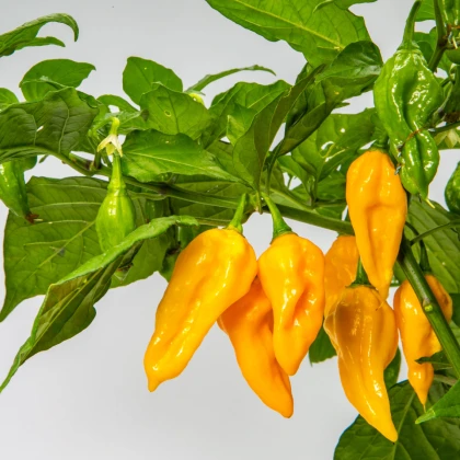 Chilli žluté Habanero - Capsicum chinense - semena chilli - 6 ks
