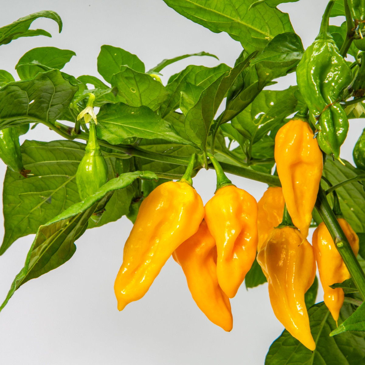 Chilli žluté Habanero - Capsicum chinense - semena chilli - 6 ks