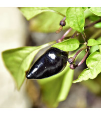 Chilli černé maďarské - Capsicum annuum - semena chilli - 6 ks