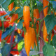 Chilli Bulharská mrkev - Capsicum annuum - semena chilli - 6 ks