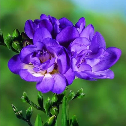 Frézie plnokvětá modrá - Freesia - hlízy frézie - 3 ks