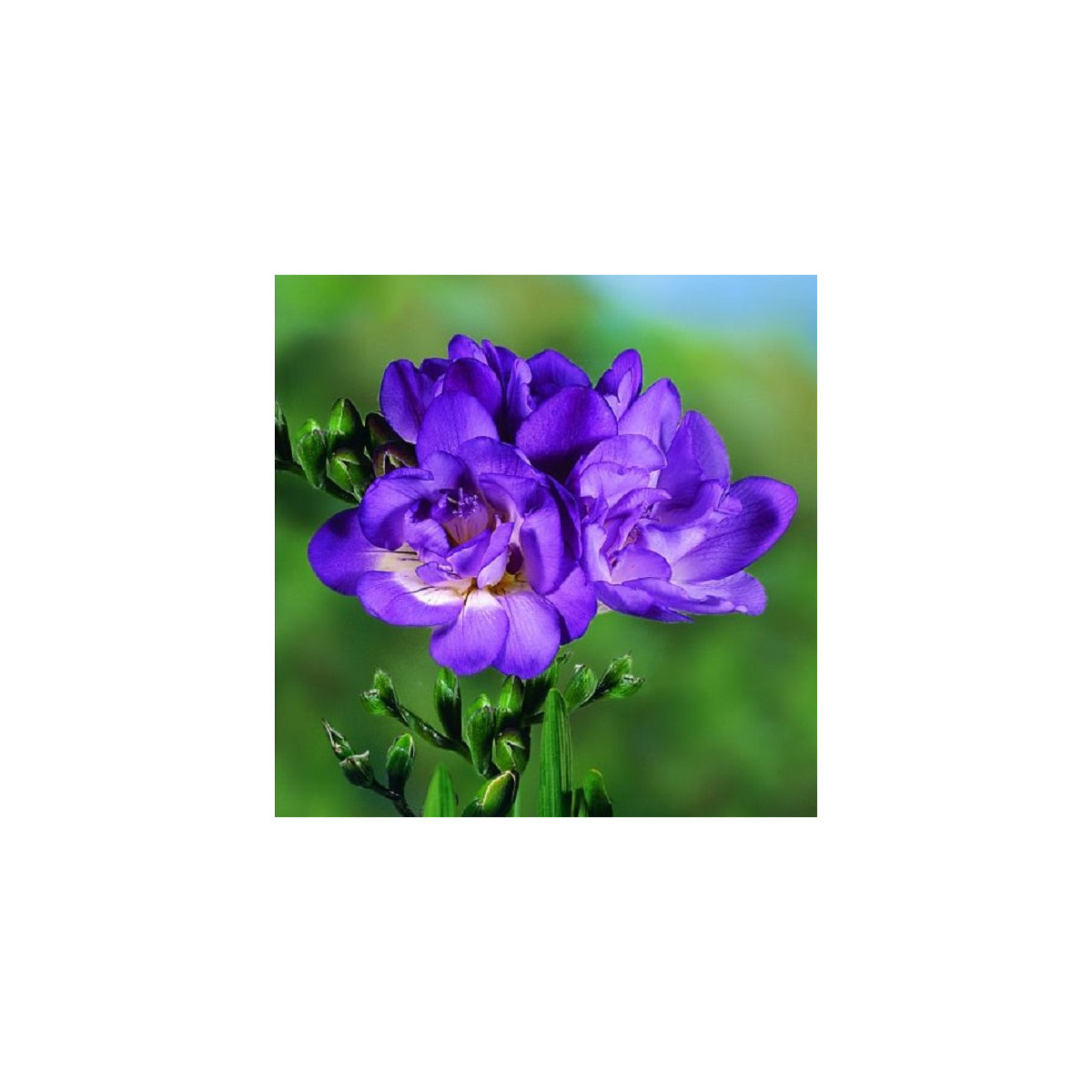 Frézie plnokvětá modrá - Freesia - hlízy frézie - 3 ks