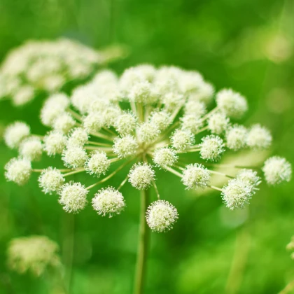 BIO Andělika lékařská - Archangelica archangelica - bio semena anděliky - 50 ks