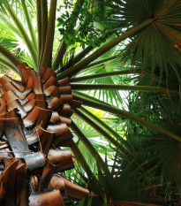 Palma horská - Trachycarpus fortunei x princeps - semena palmy - 3 ks