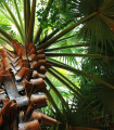 Palma horská - Trachycarpus fortunei x princeps - semena palmy - 3 ks
