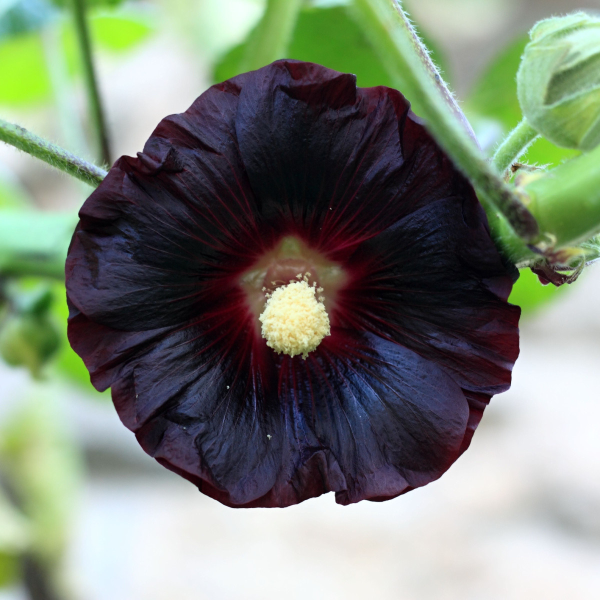 BIO Topolovka růžová - Alcea rosea nigra - semena topolovky - 15 ks