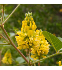 Stříbrocist Batandierův Pineapple Broom - Argyrocytisus battandieri - semena stříbrocistu - 6 ks