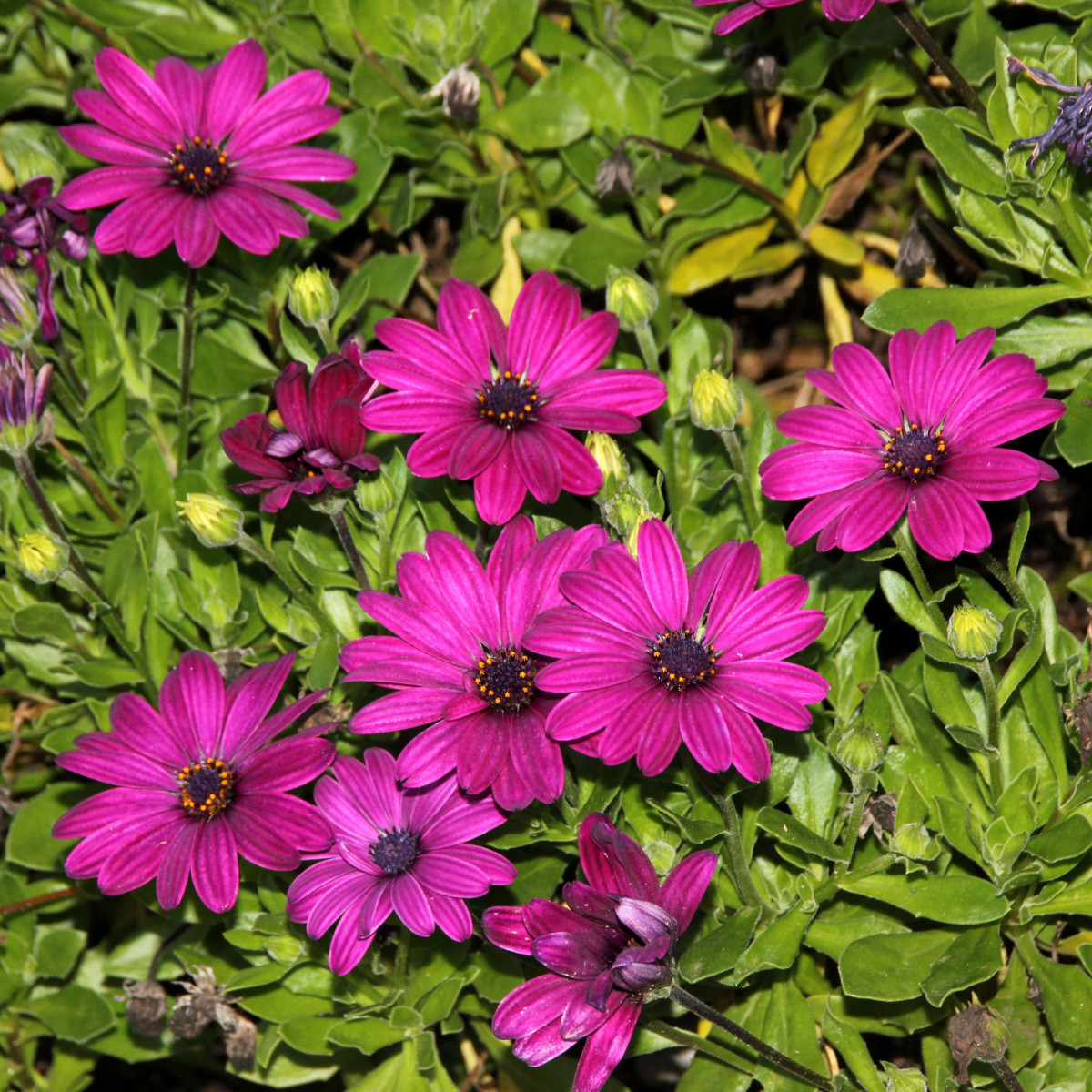 Paprskovka Purple - Osteospermum ecklonis - semena paprskovky - 6 ks