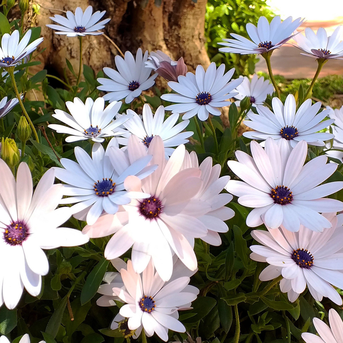 Paprskovka White - Osteospermum ecklonis - semena paprskovky - 6 ks