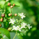 Henna - Lawsonia inermis - semena henny - 4 ks