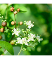 Henna - Lawsonia inermis - semena henny - 4 ks