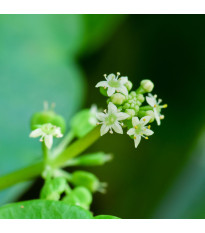 Gotu Kola - Centella asiatica - semena gotu - 4 ks