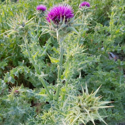 Ostropestřec mariánský - Silybum marianum - semena ostropestřce - 40 ks