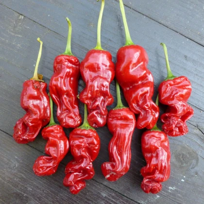 Chilli Peter - Capsicum annuum - semena chilli - 5 ks