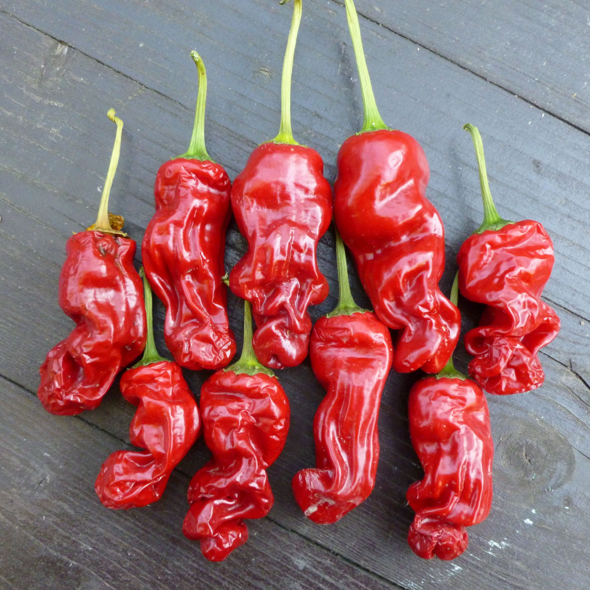 Chilli Peter - Capsicum annuum - semena chilli - 5 ks