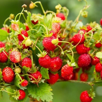 BIO jahodník stáleplodící Reine des Vallées - Fragaria ananassa - semena jahodníku - 10 ks
