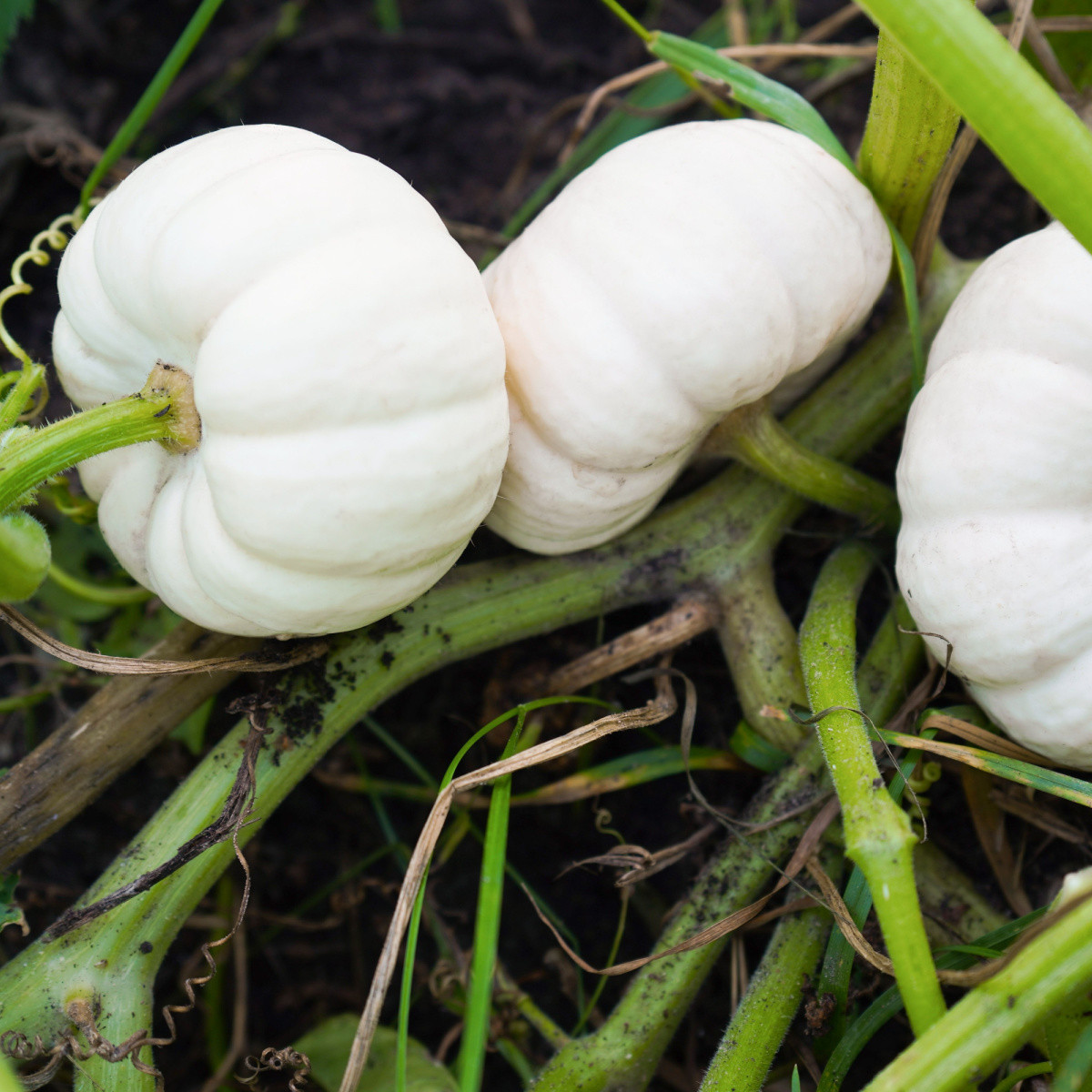 Tykev okrasná Baby Boo - Cucurbita pepo - semena tykve - 6 ks