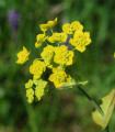 Prorostlík dlouholistý - Bupleurum longifolium - semena prorostlíku - 60 ks