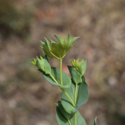 Prorostlík okrouhlolistý - Bupleurum rotundifolium B. griffithii - semena prorostlíku - 60 ks