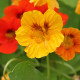 BIO Lichořeřišnice - Tropaeolum majus - bio semena lichořeřišnice - 10 ks