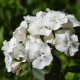 BIO szakállas szegfű (Sweet William) – Dianthus barbatus – bio szegfűmagok – 50 db