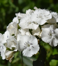 BIO szakállas szegfű (Sweet William) – Dianthus barbatus – bio szegfűmagok – 50 db