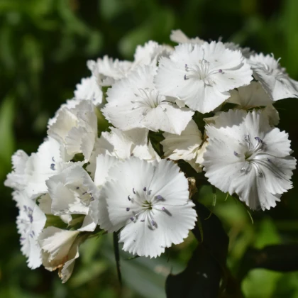 BIO szakállas szegfű (Sweet William) – Dianthus barbatus – bio szegfűmagok – 50 db