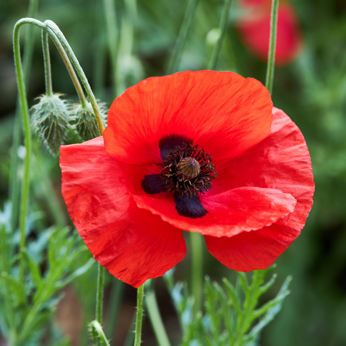 BIO Vlčí mák červený - Papaver rhoeas - semena máku - 100 ks