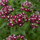 BIO Hvozdík bradatý Sweet William Chris - Dianthus barbatus - bio semena hvozdíku - 18 ks