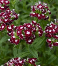 BIO szakállas szegfű (Sweet William Chris) – Dianthus barbatus – bio szegfűmagok – 50 db