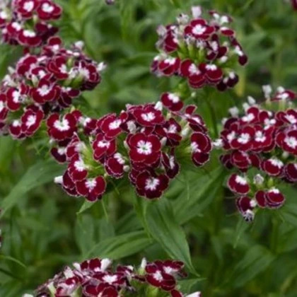 BIO Hvozdík bradatý Sweet William Chris - Dianthus barbatus - bio semena hvozdíku - 18 ks