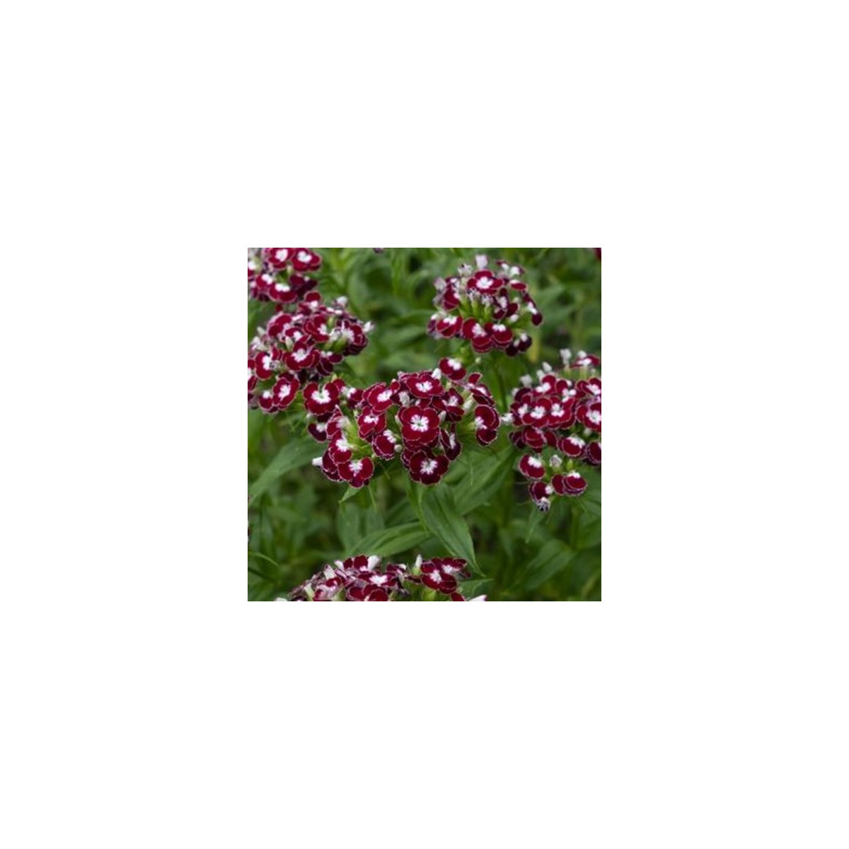 BIO szakállas szegfű (Sweet William Chris) – Dianthus barbatus – bio szegfűmagok – 50 db