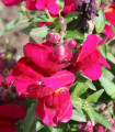 BIO Wyżlin większy Black Prince - Antirrhinum majus - bio nasiona wyżlinu - 120 szt.