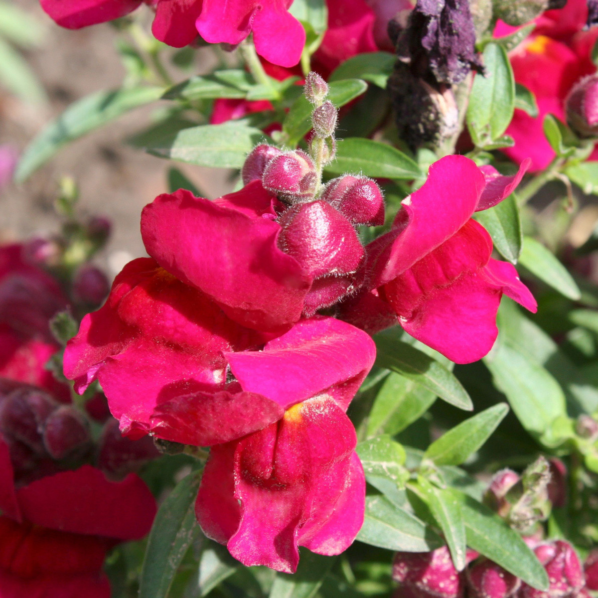 BIO Wyżlin większy Black Prince - Antirrhinum majus - bio nasiona wyżlinu - 120 szt.